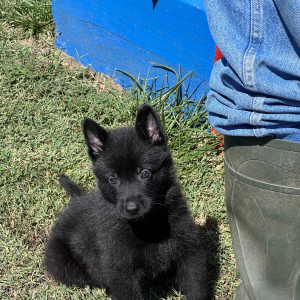 German Shepherd Dog Puppy Black Ops