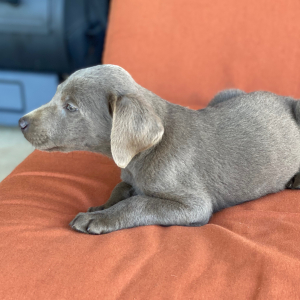 Labrador Retriever Puppy Kingston