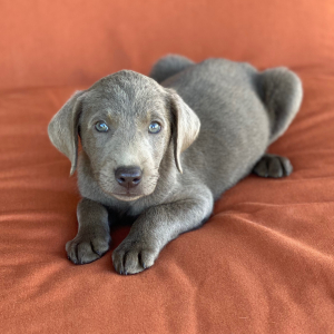 Labrador Retriever Puppy Kingston