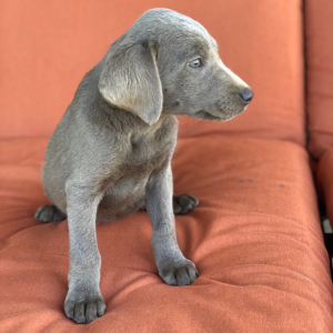 Labrador Retriever Puppy Kingston