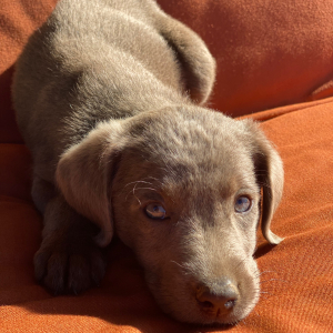 Labrador Retriever Puppy Bodie