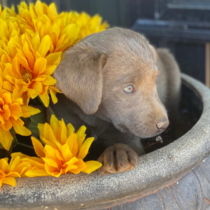 Labrador Retriever Puppy Bodie
