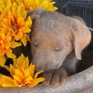 Labrador Retriever Puppy Bodie