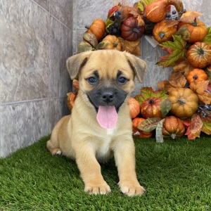 Porgi Puppy Florence