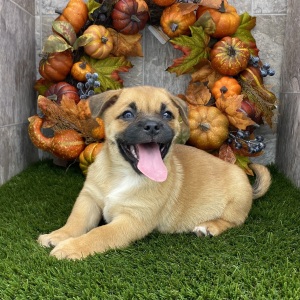 Porgi Puppy Florence