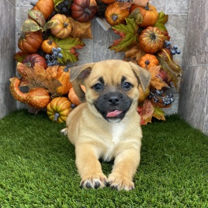 Porgi Puppy Florence