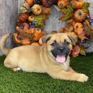 Porgi Puppy Florence