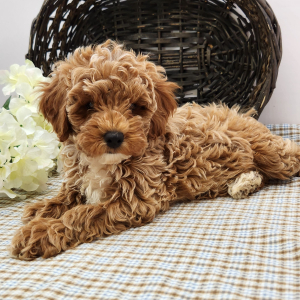 Poodle Puppy Lacy