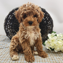 Poodle Puppy Lacy