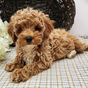Poodle Puppy Lacy