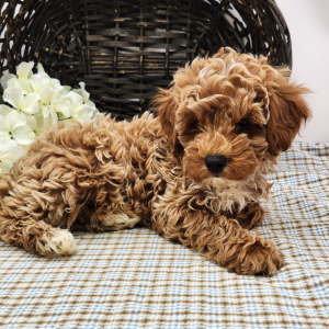 Poodle Puppy Lacy