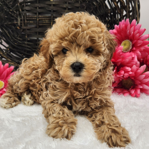 Poodle Puppy Macy