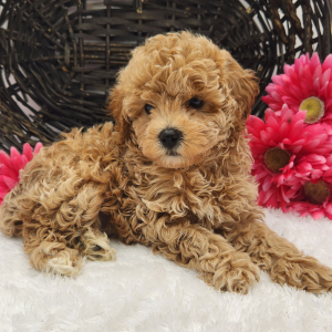 Poodle Puppy Macy