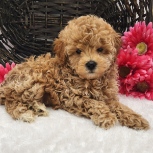 Poodle Puppy Macy