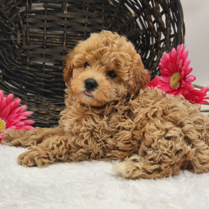 Poodle Puppy Macy
