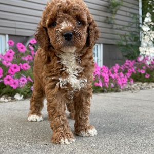 Goldendoodle Puppy Roselyn