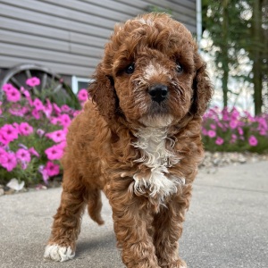 Goldendoodle Puppy Roselyn
