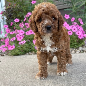 Goldendoodle Puppy Roselyn