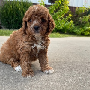 Goldendoodle Puppy Roselyn