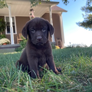Labrador Retriever Puppy Posey