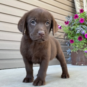 Labrador Retriever Puppy Posey