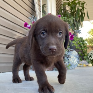 Labrador Retriever Puppy Posey