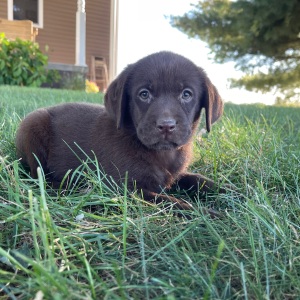 Labrador Retriever Puppy Posey
