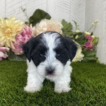 Havapoo Puppy Dylan