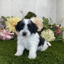 Havapoo Puppy Dylan