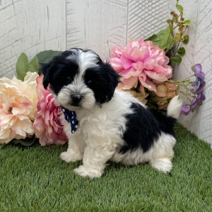 Havapoo Puppy Dylan