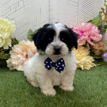 Havapoo Puppy Dylan