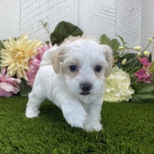 Havapoo Puppy Lizzie