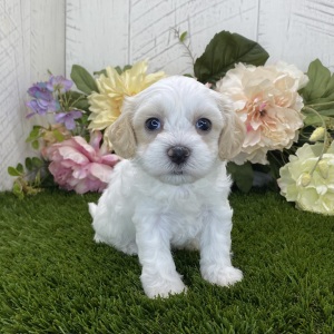 Havapoo Puppy Lizzie