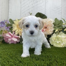 Havapoo Puppy Lizzie