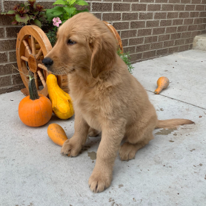 Golden Retriever Puppy Peter