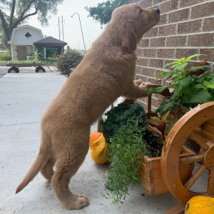 Golden Retriever Puppy Peter