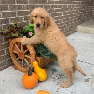 Golden Retriever Puppy Peter