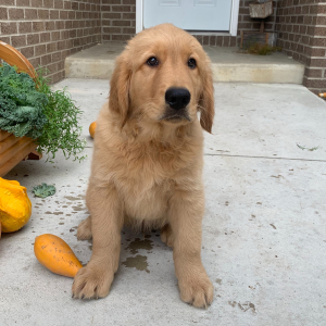 Golden Retriever Puppy Peter
