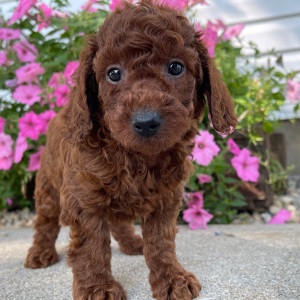 Poodle Puppy Cambri