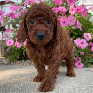 Poodle Puppy Cambri