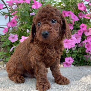 Poodle Puppy Cambri