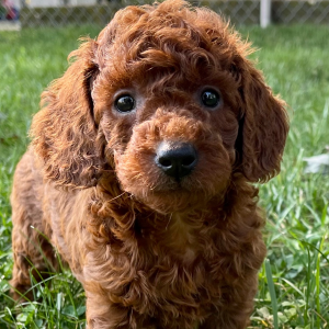 Poodle Puppy Cambri