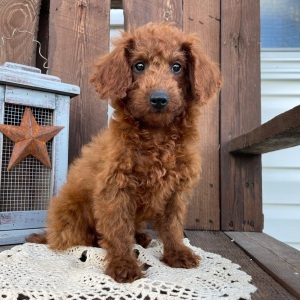 Poodle Puppy Cambri