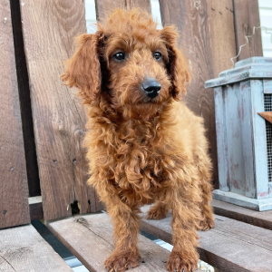 Poodle Puppy Cambri