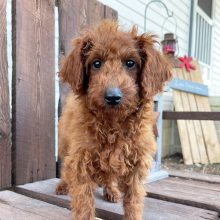 Poodle Puppy Cambri
