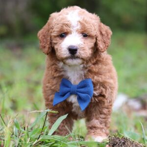 Goldendoodle Puppy Teo