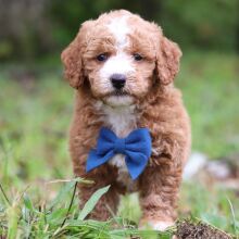 Goldendoodle Puppy Teo