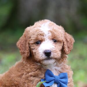 Goldendoodle Puppy Teo