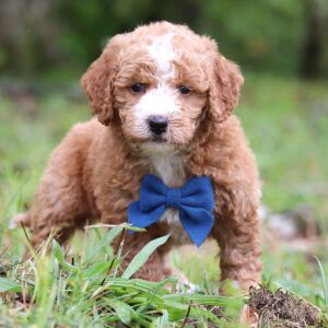 Goldendoodle Puppy Teo