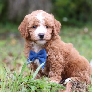 Goldendoodle Puppy Teo